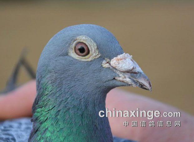 "阿曼多"(armando)眼砂