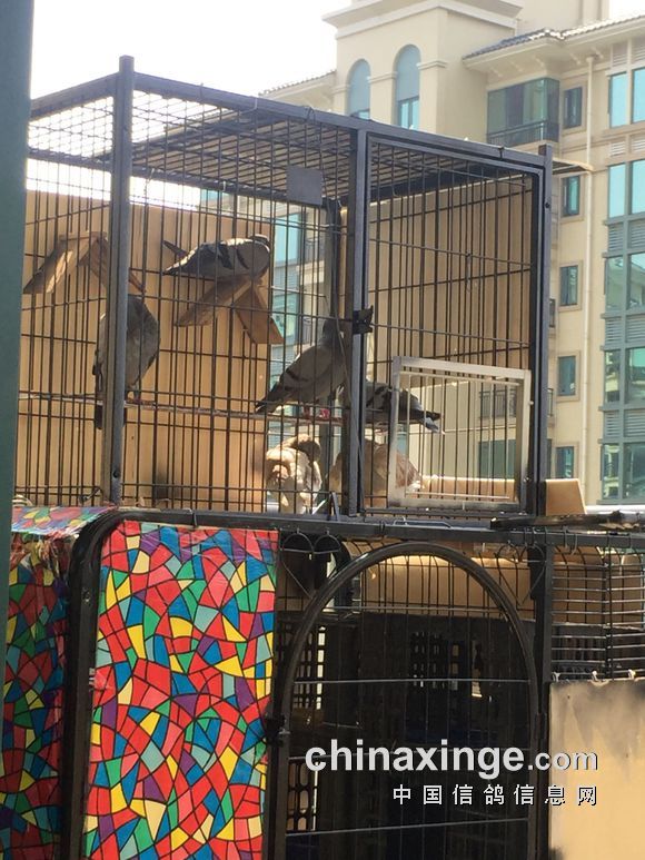狗笼改鸽笼 阳台开家零失误