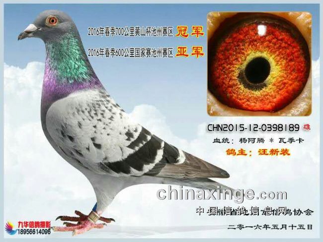 搜鸽天下-信鸽足环查询查成绩-首赛亚军 5日后再获冠军的819