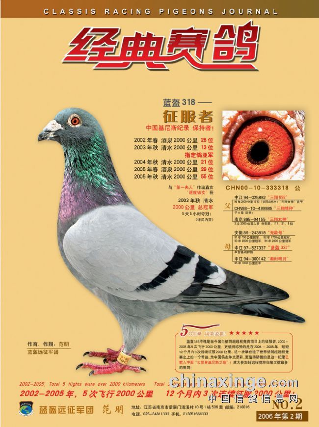 每日一鸽:五跑超远程"蓝盔318"(图)