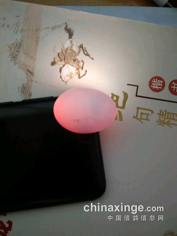以下是记录图片:10月17号,出壳四天了,由于温度不够,鸽子还裸奔着.