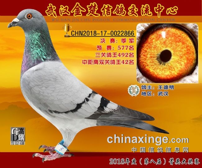 搜鸽天下-信鸽足环查询查成绩-多关赛越飞越猛 武汉金楚高分速冠军鸽