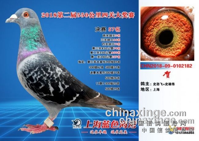 上海蓝色海湾公棚决赛57名68686868从"使劲飞"身上工薪鸽友