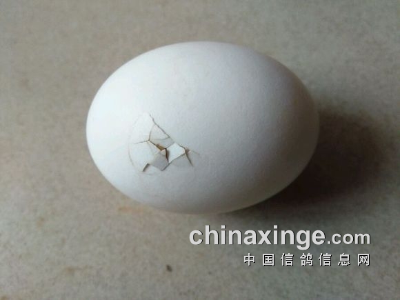 又一个在出壳:我的鸽子