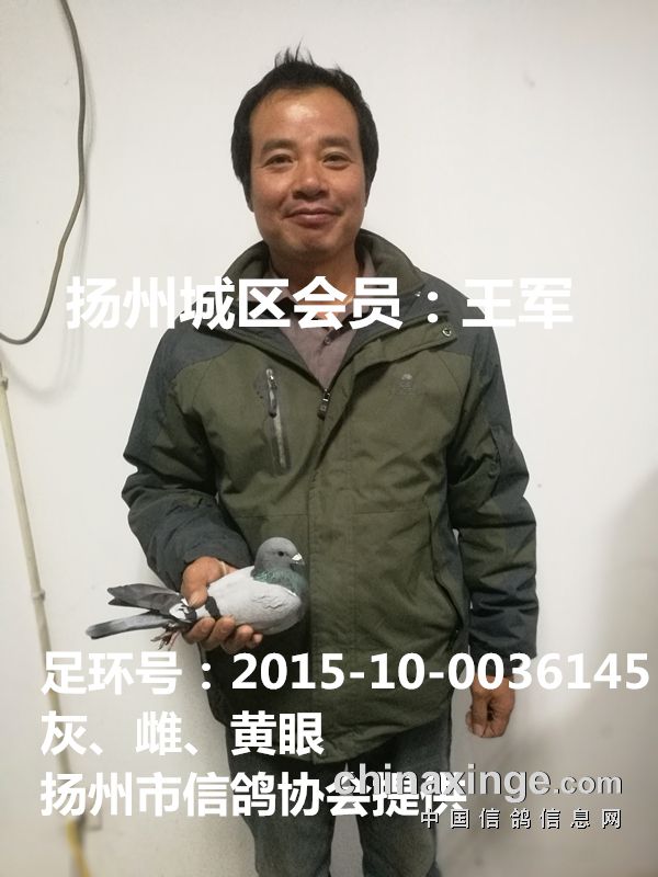 搜鸽天下-信鸽足环查询查成绩-宁镇扬超远程有效归巢五羽 冠军价格炒