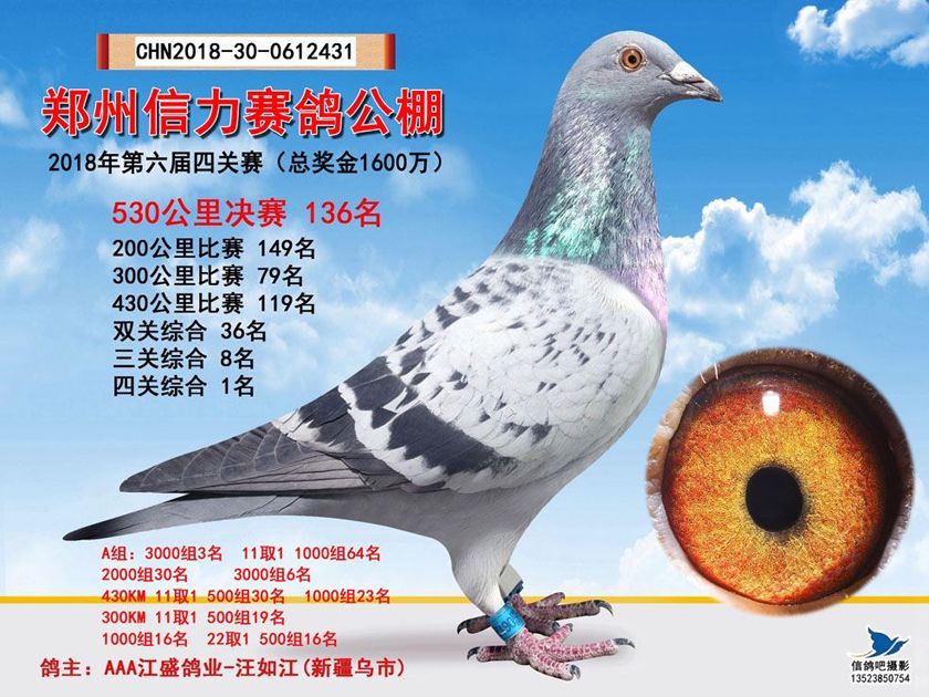 搜鸽天下-信鸽足环查询查成绩-一马平川下的龙盘虎踞 2018中原战鸽
