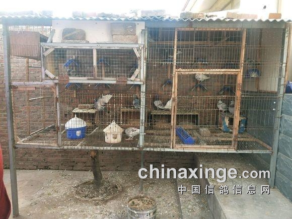焊了个鸽子笼这样设计能防黄鼠狼和猫吗
