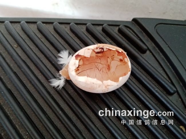 我写这篇流水账的日记,主要就是想告诉大家,如果你的鸽子蛋对你很重要
