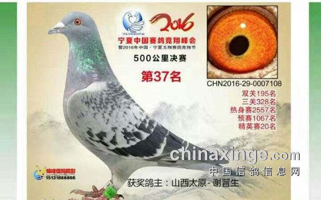 山西谢晋生火箭传奇家族列传四大金刚之传奇名鸽老红鬼072