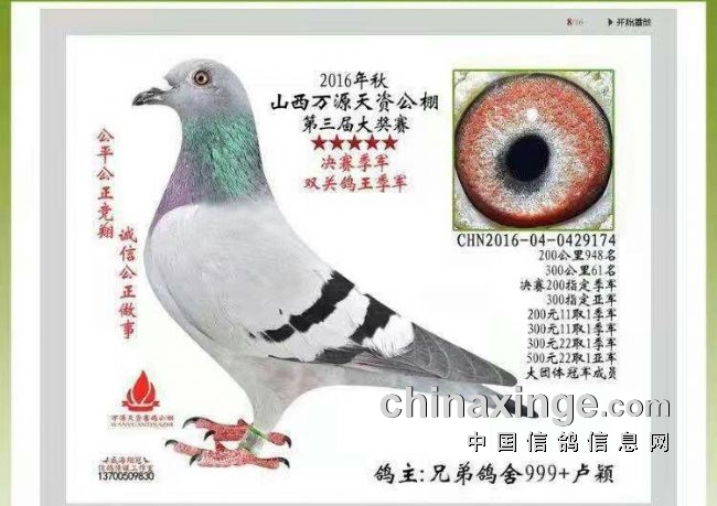 山西谢晋生火箭传奇家族列传四大金刚之传奇名鸽老红鬼072