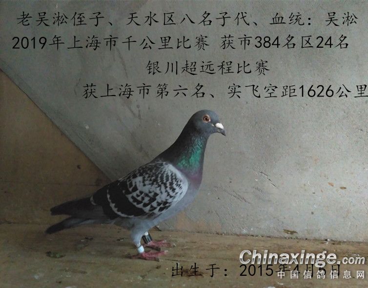 搜鸽天下-信鸽足环查询查成绩-2019年超远程冠军品鉴:三飞兰州吴淞"