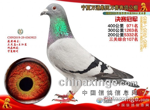 一座鸽棚两个兄弟只求快乐不贪名利