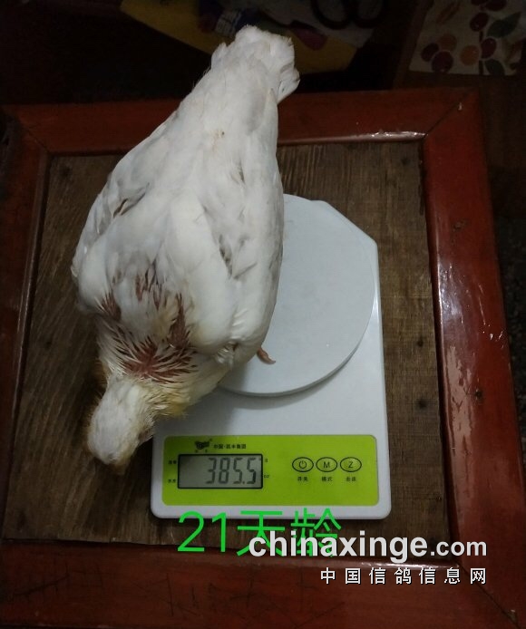 人工水床孵化手养鸽子全记录