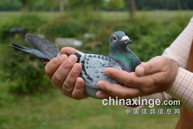 搜鸽天下-信鸽足环查询查成绩-波城国际赛荷兰次日归夺冠 各国冠军鸽