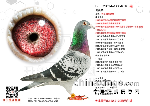 值了!阿曼多直女飞波治28551羽亚军