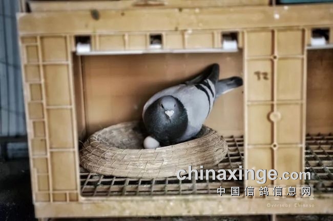 孙玮鸽舍内一只正在抱窝的鸽子.(图片均来自华舆 李雪峰/摄)
