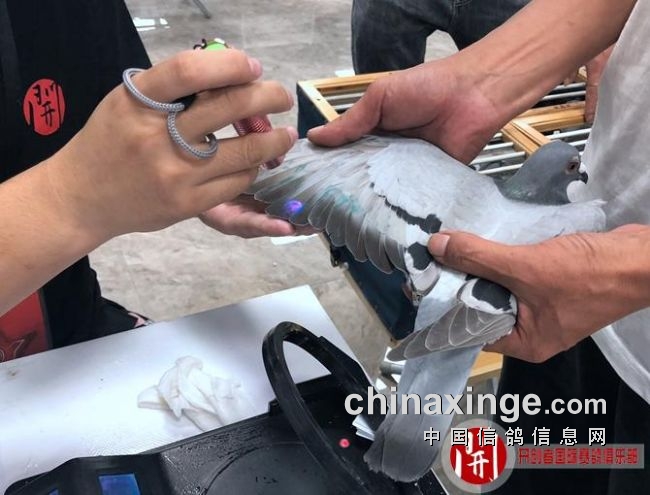 2020北京开创足环图片,开创2020足环照片 搜鸽天下-信鸽足环号查询-开门红!北京开创者资格赛超