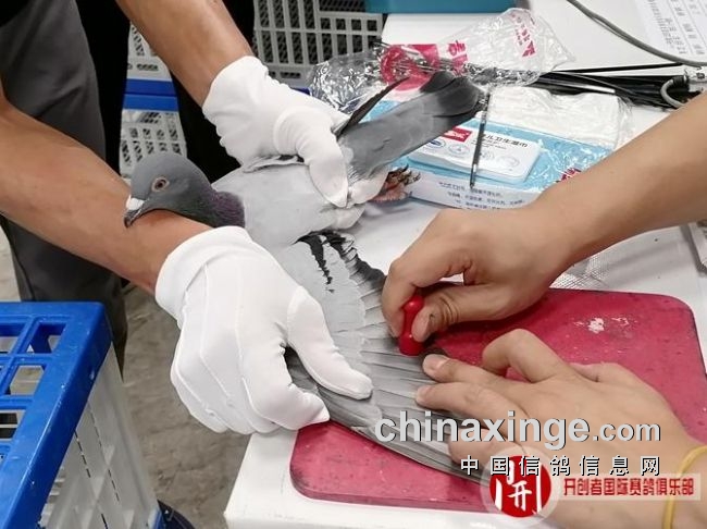 2020北京开创足环图片,开创2020足环照片 搜鸽天下-信鸽足环号查询-上笼5886羽 北京开创者今天