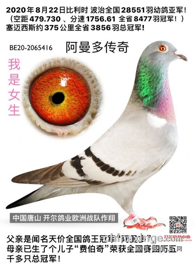 "阿曼多传奇"68belg2020-2065416仟翼