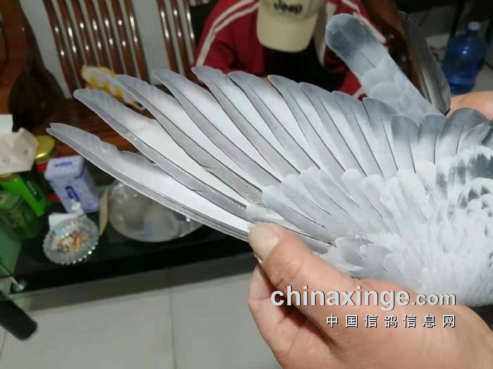 北京全市联翔:西城鸽会冠军膀条鉴赏