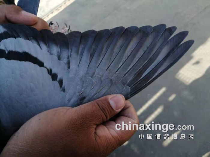 北京全市联翔:西城鸽会冠军膀条鉴赏
